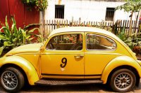 beetle-yellow